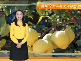 农业气象：宁陵酥梨